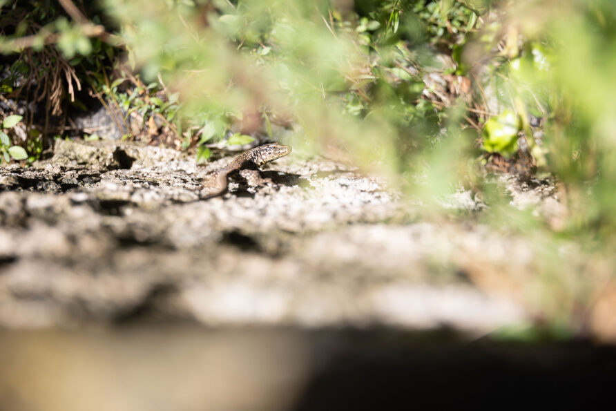 Van verborgen tuin tot uitzichtpunt: Morcote verrast op elk niveau