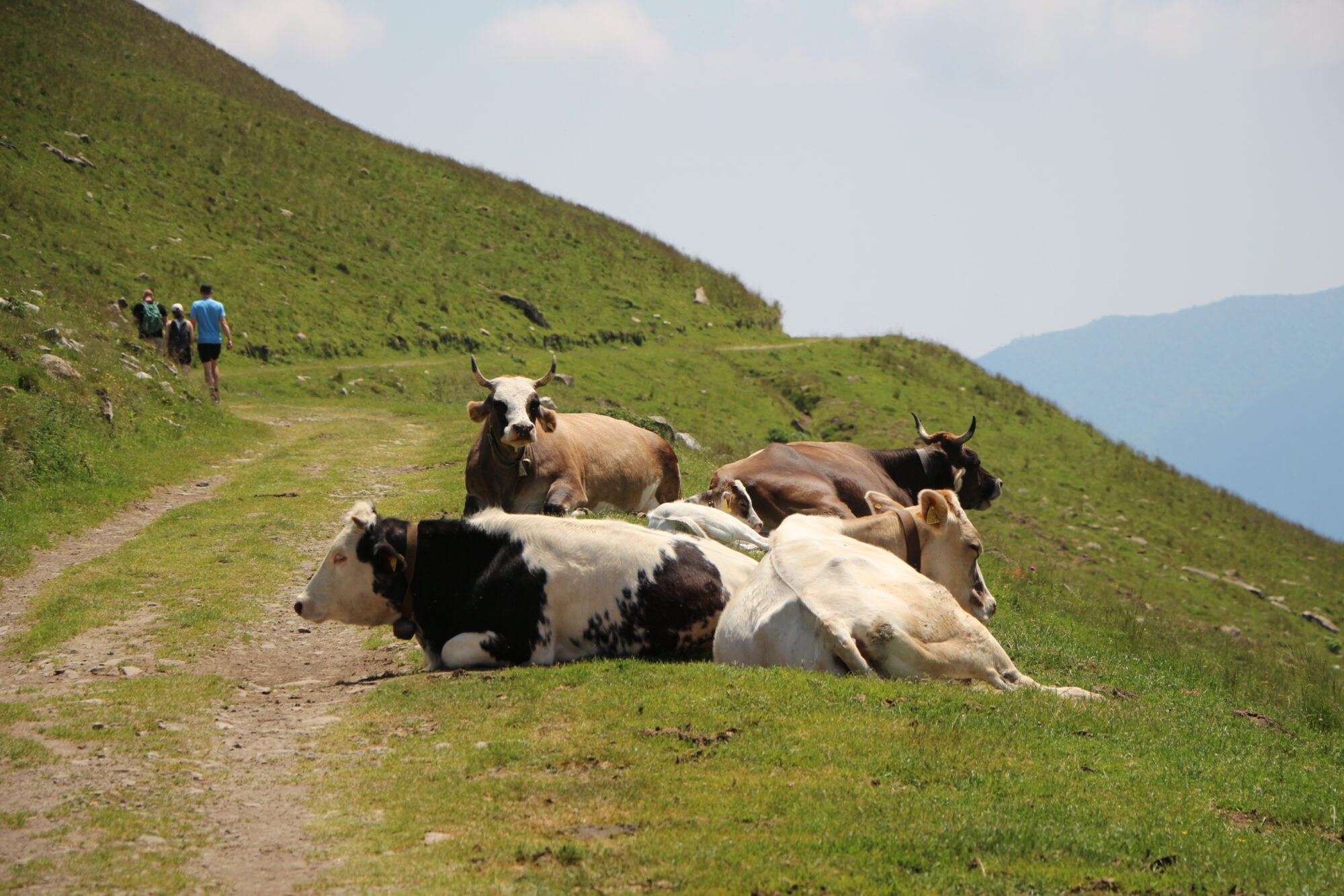 Koeien Monte Galbiga